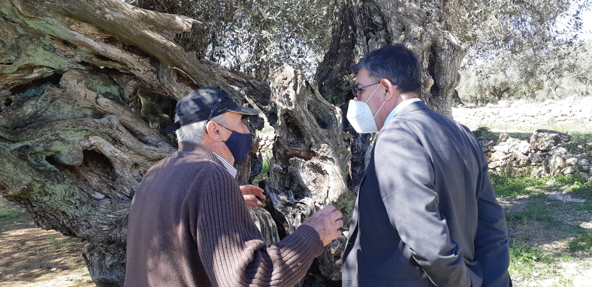 Visita a les oliveres mil·lenàries