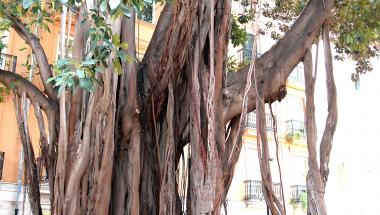 Les Corts licitan los servicios de jardinería y suministro de agua