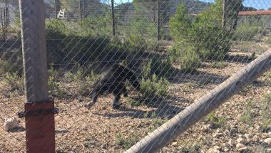 El President de les Corts s’interessa per la tasca de Primadomus pel benestar animal d’espècies exòtiques El President de les Corts s’interessa per la tasca de Primadomus pel benestar animal d’espècies exòtiques