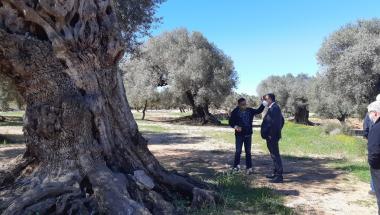 Visita a les oliveres mil·lenàries