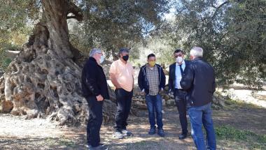 Visita a les oliveres mil·lenàries
